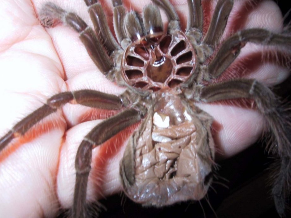 Прядь взморника grounded