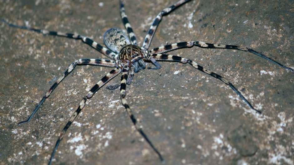 Паутина с пауком человек паук