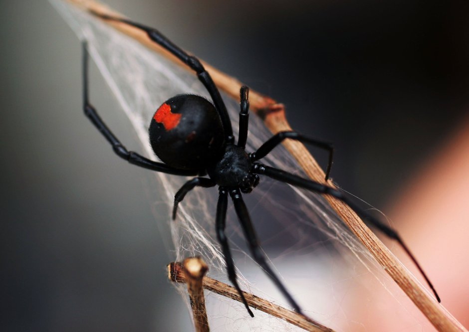 Grounded от Obsidian