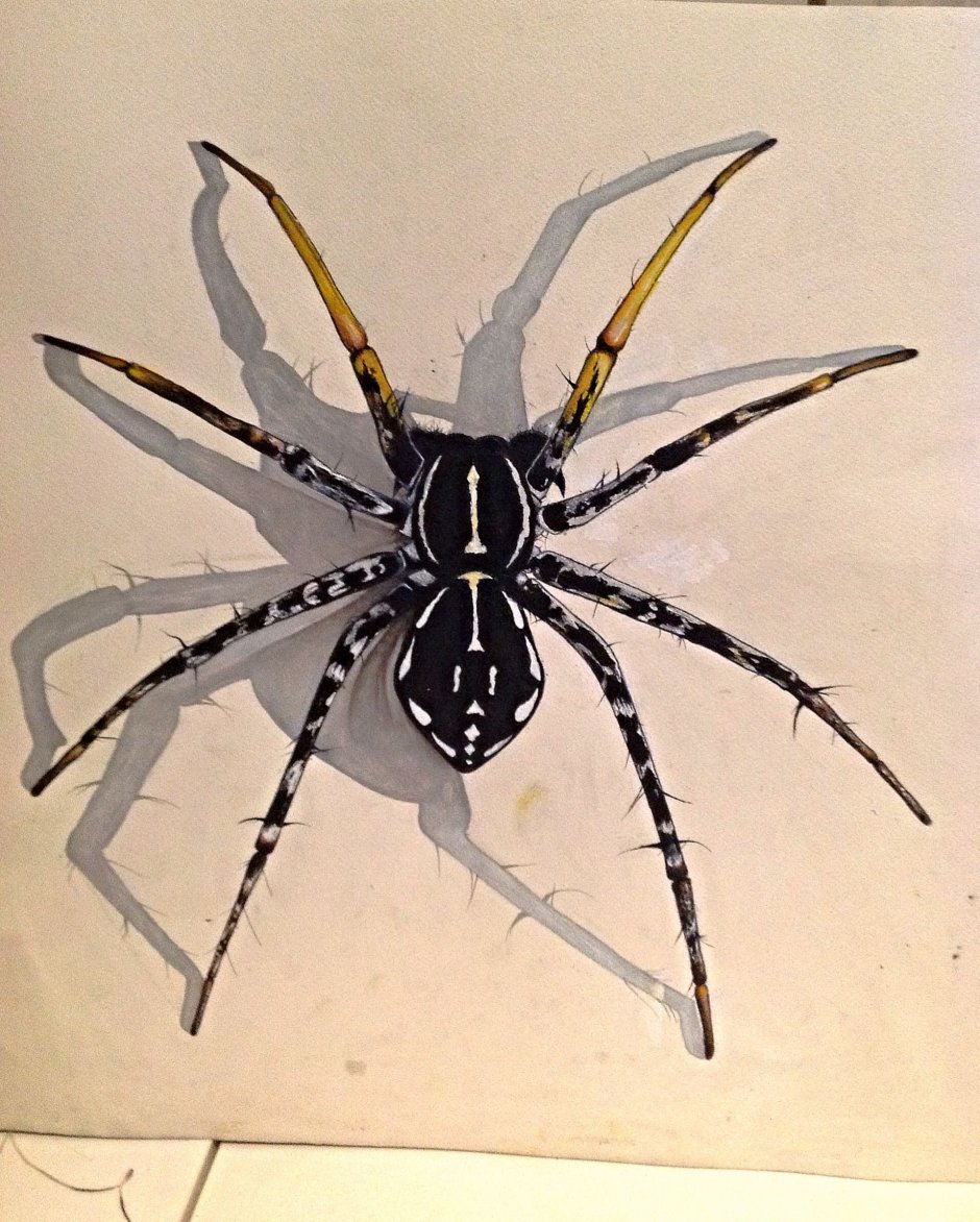 Реалистичный паук