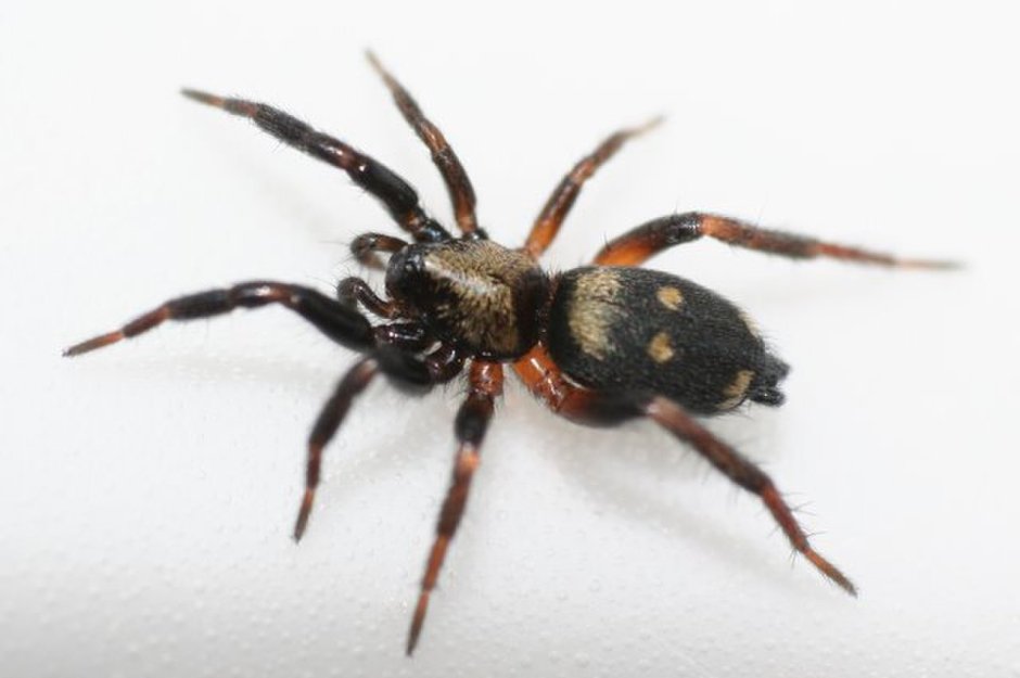 Паук гнафозида