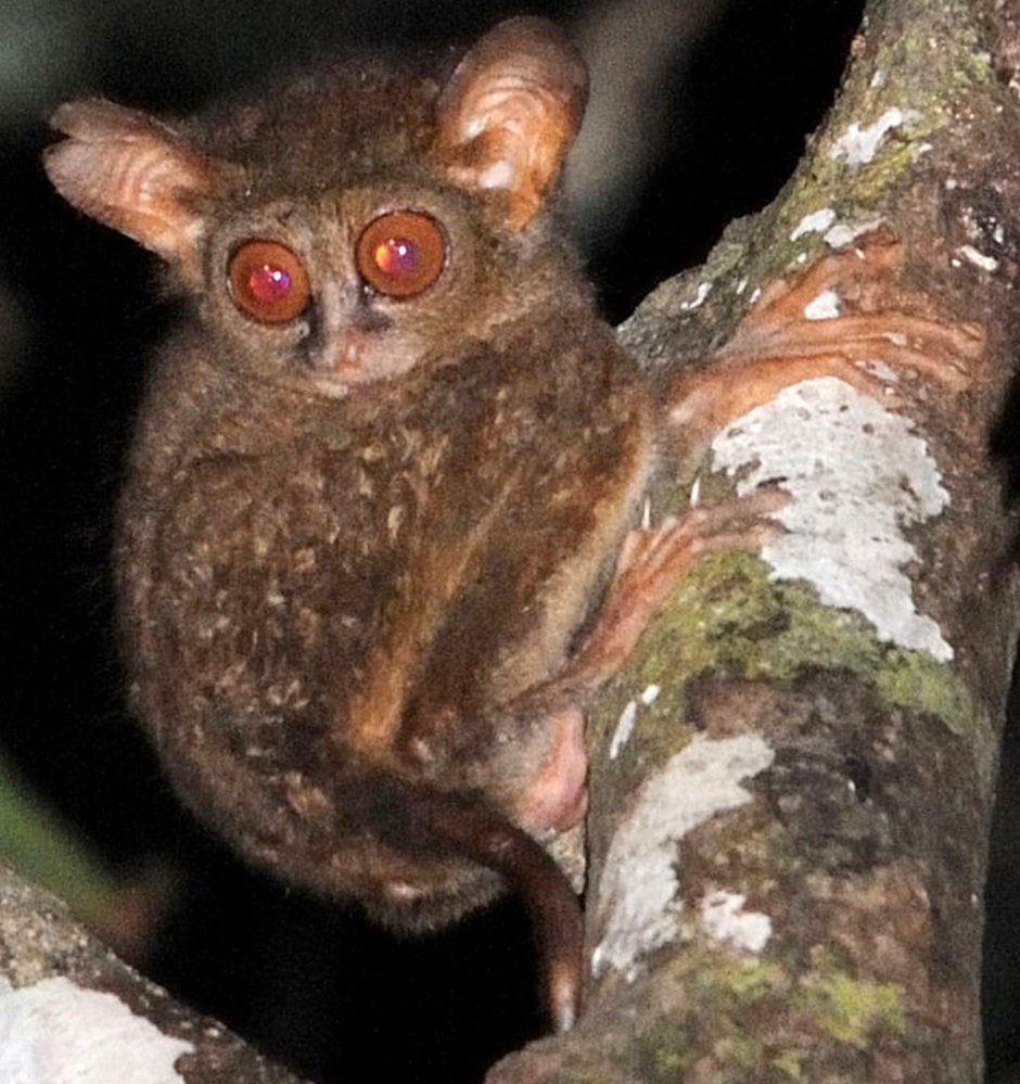 Tarsius spectrumgurskyae