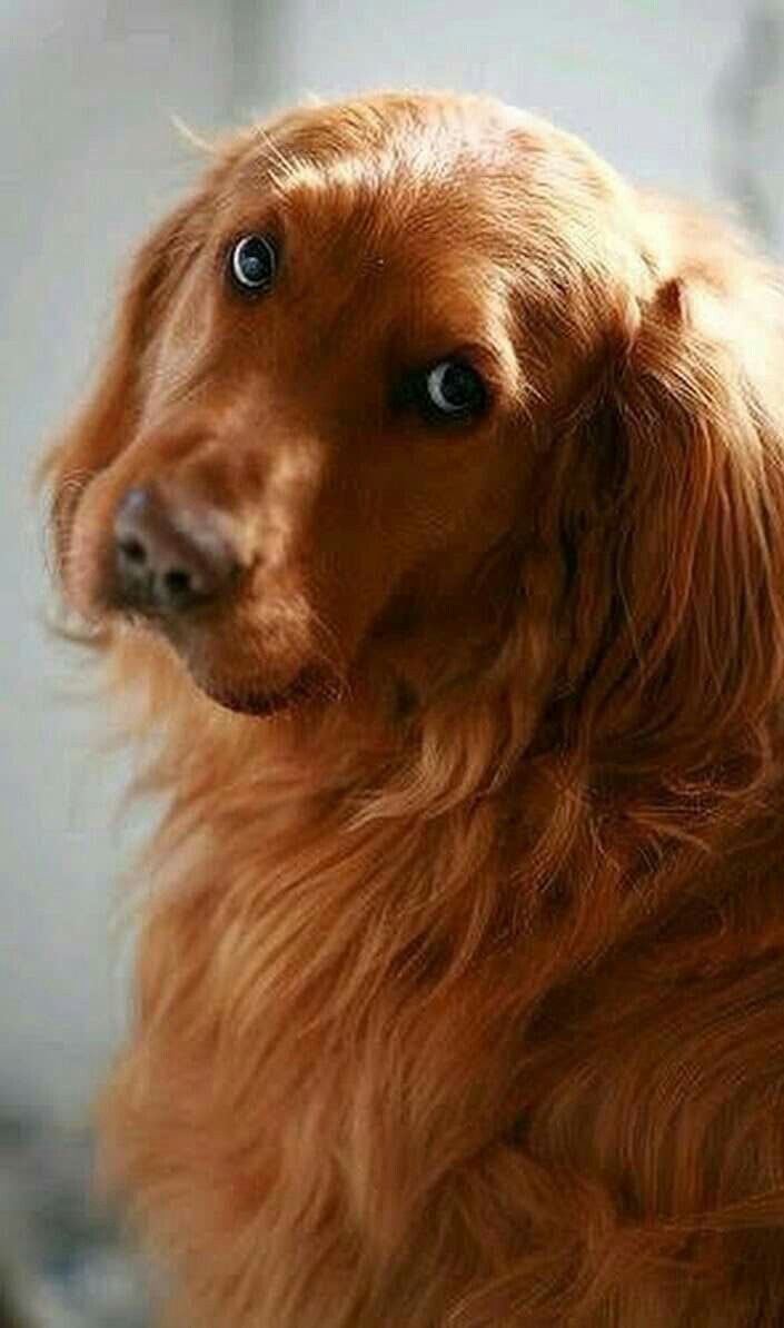 Иллюстрации к рассказу Чехова каштанка