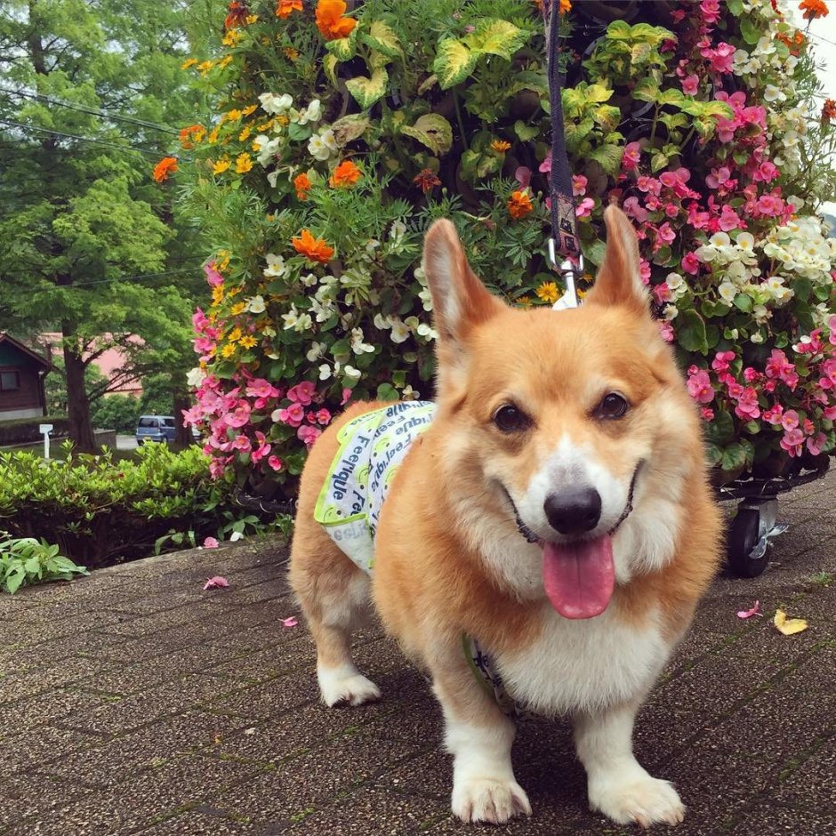 Корги Белла Белла Королевские