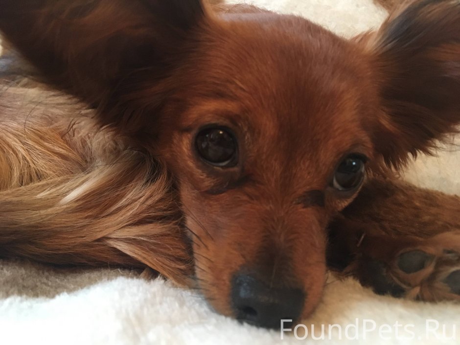 Каштанки собаки стоимость