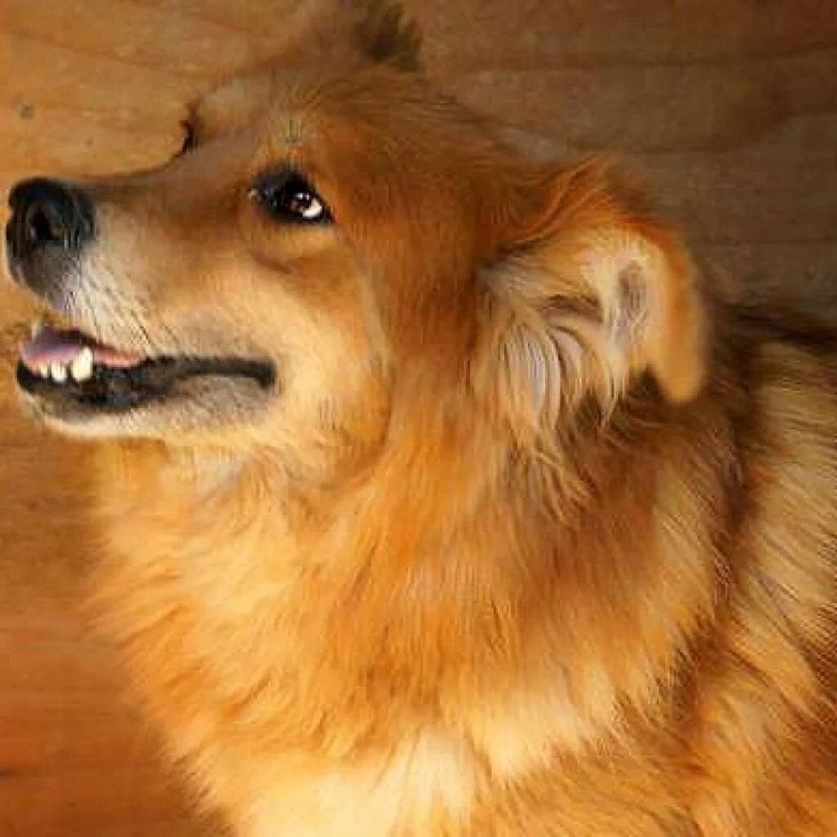 Маленькая рыжая собачка дворняжка