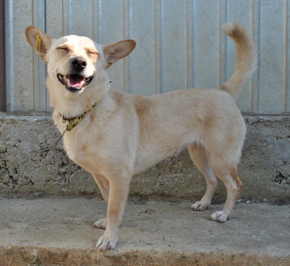 Сиба ину Хатико