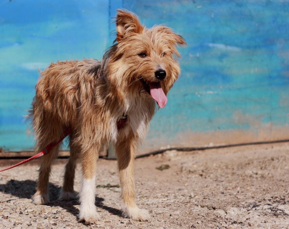 Каштанка порода собаки