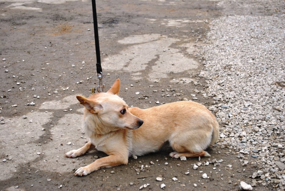 Дворняги каштанка