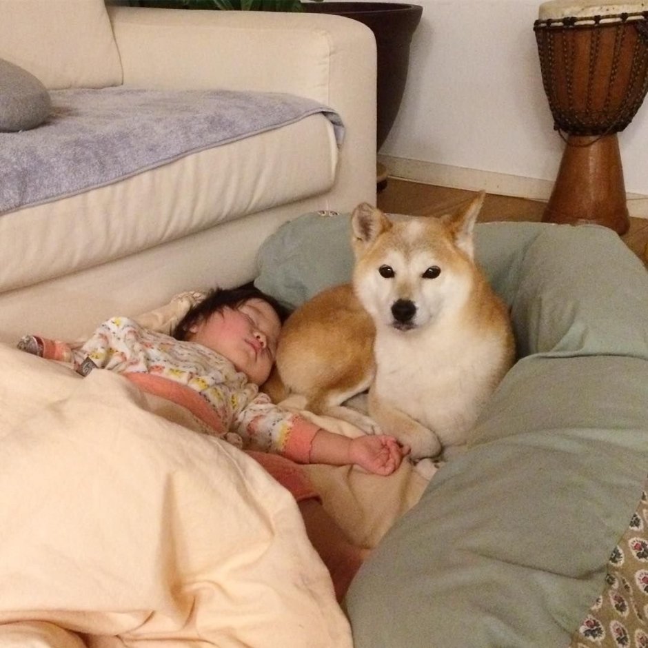 Переноска для Шиба ину