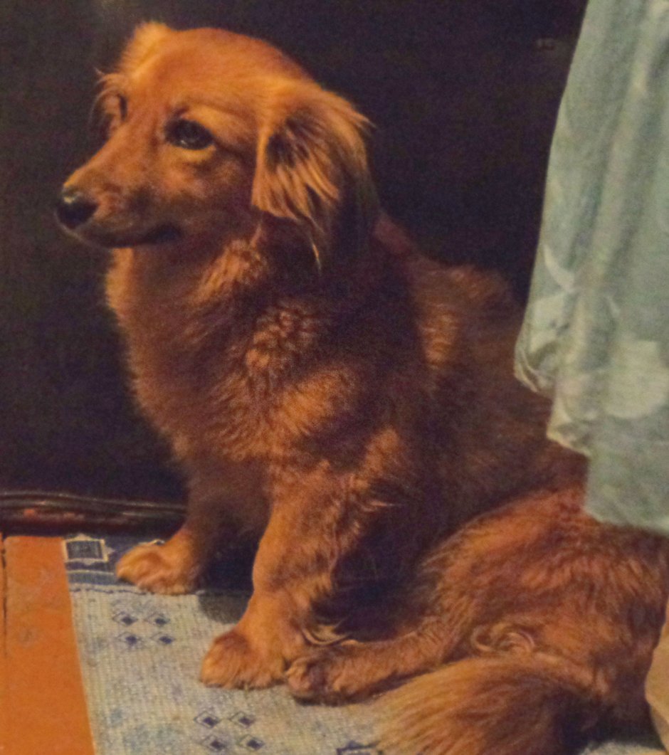 Порода Чеховской каштанки