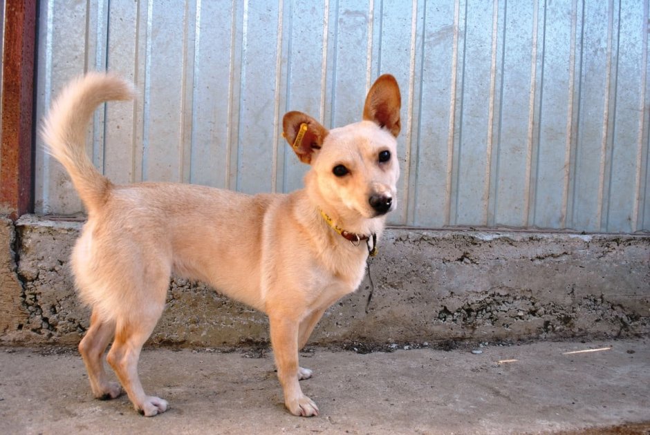 Собака каштанка