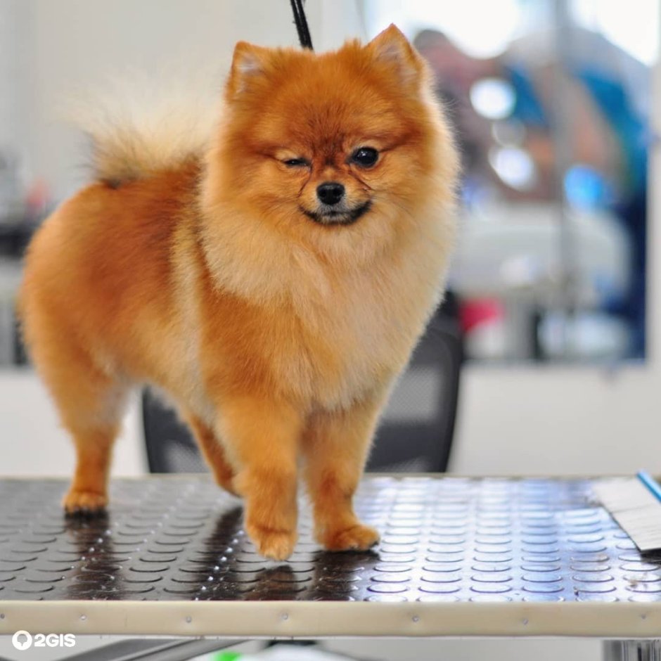 Животные Эстетика