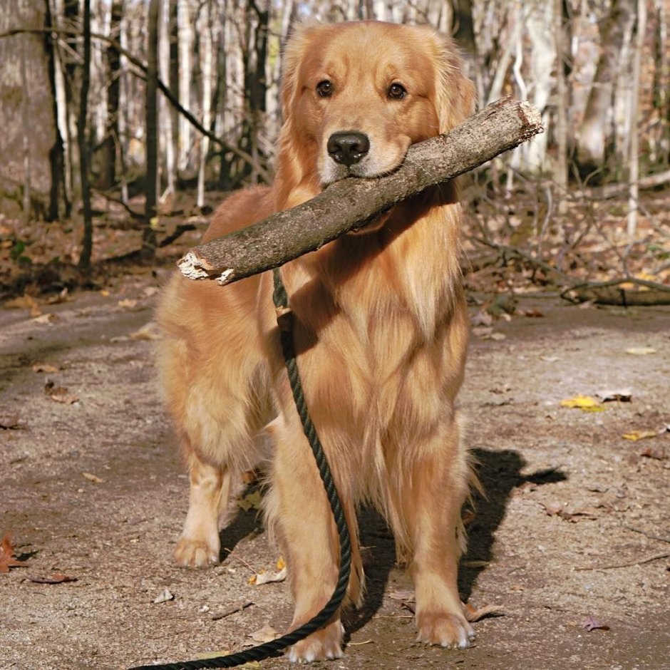 Собачка "каштанка"