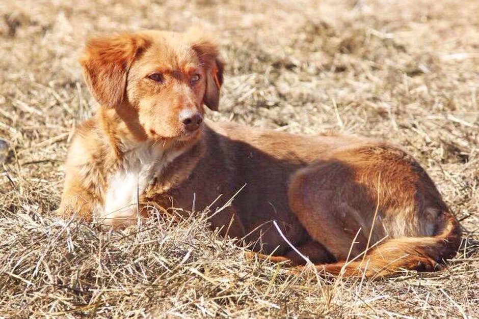 Каштанка фильм 1975