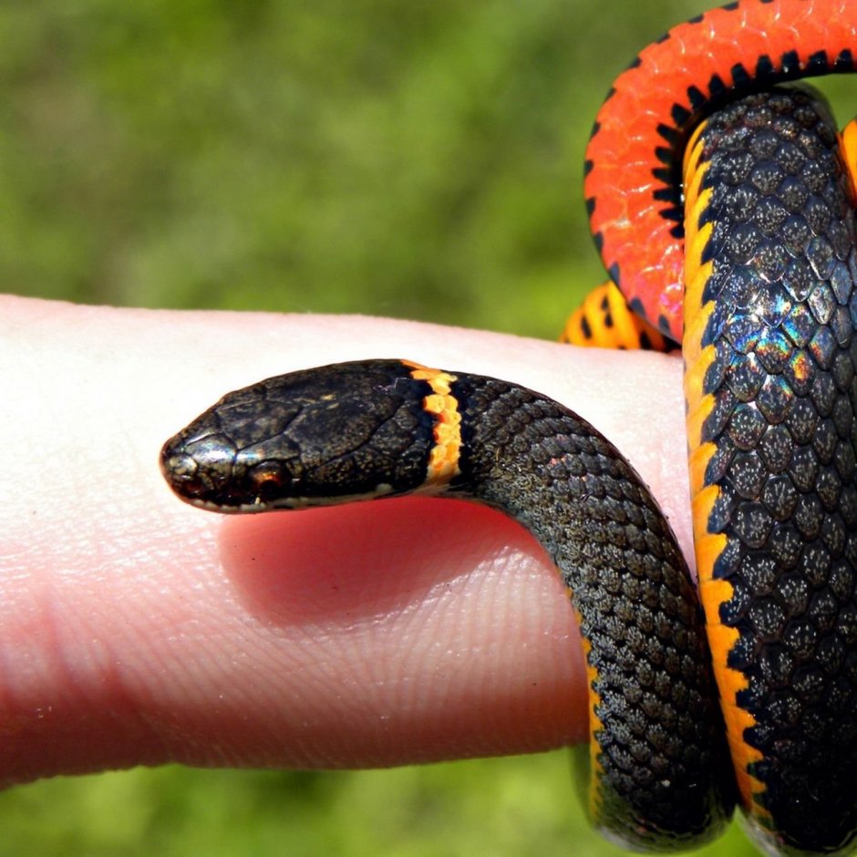 Thamnophis Radix