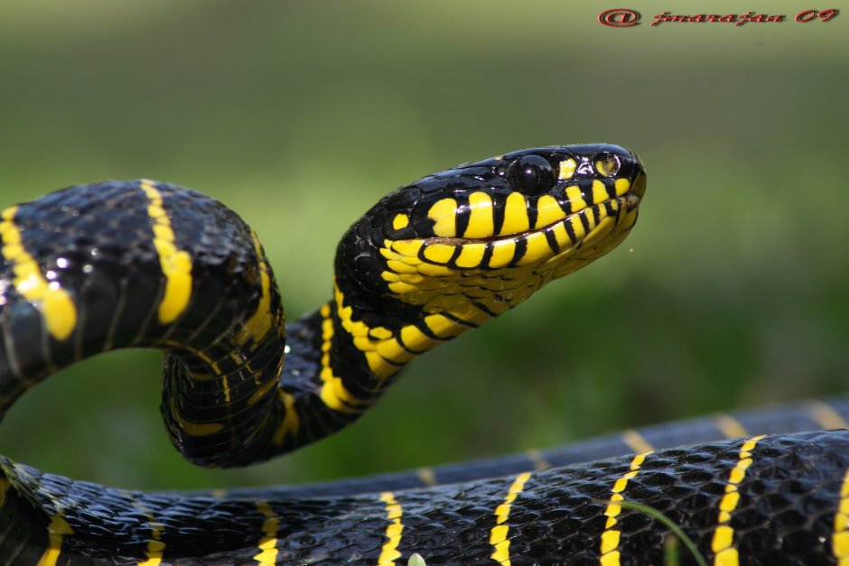 Питон Чейни (Morelia spilota).