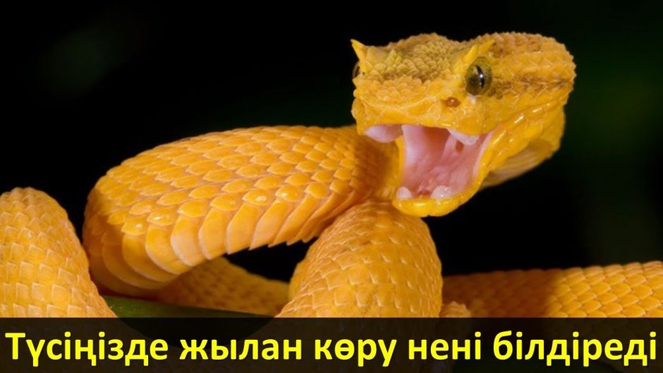 Саламандра черно желтая