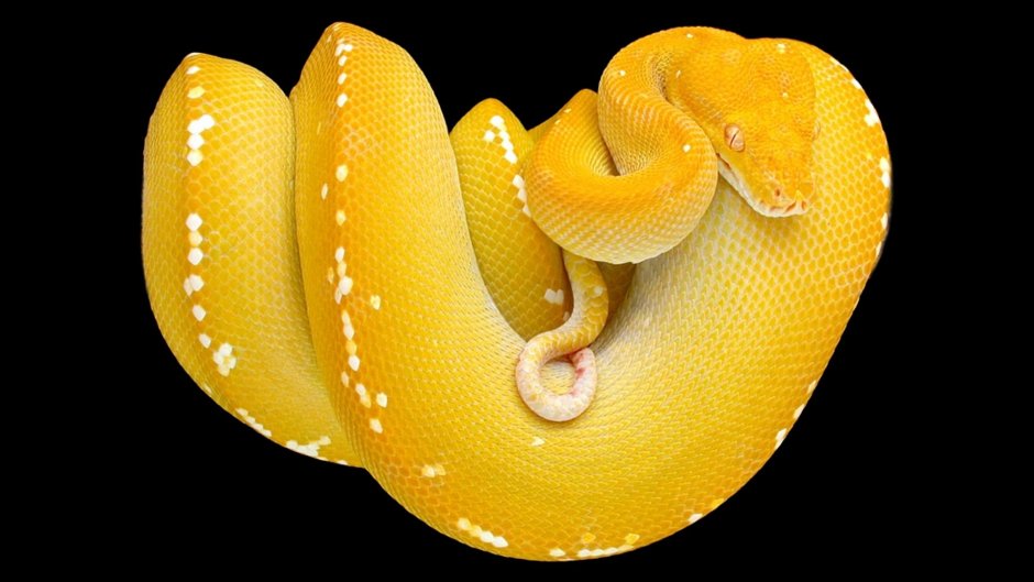 Питон Чейни (Morelia spilota).