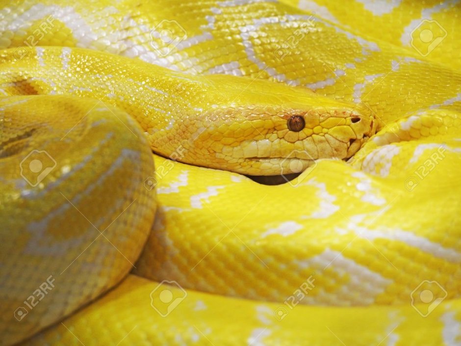 Protobothrops jerdonii xanthomelas