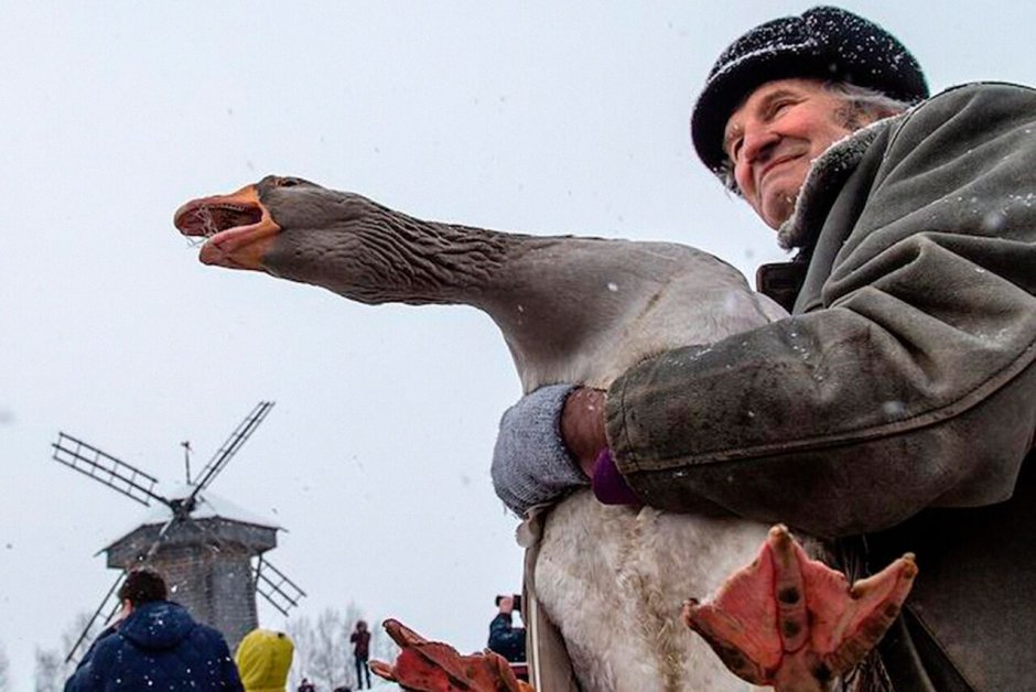 Тульские бойцовые гуси