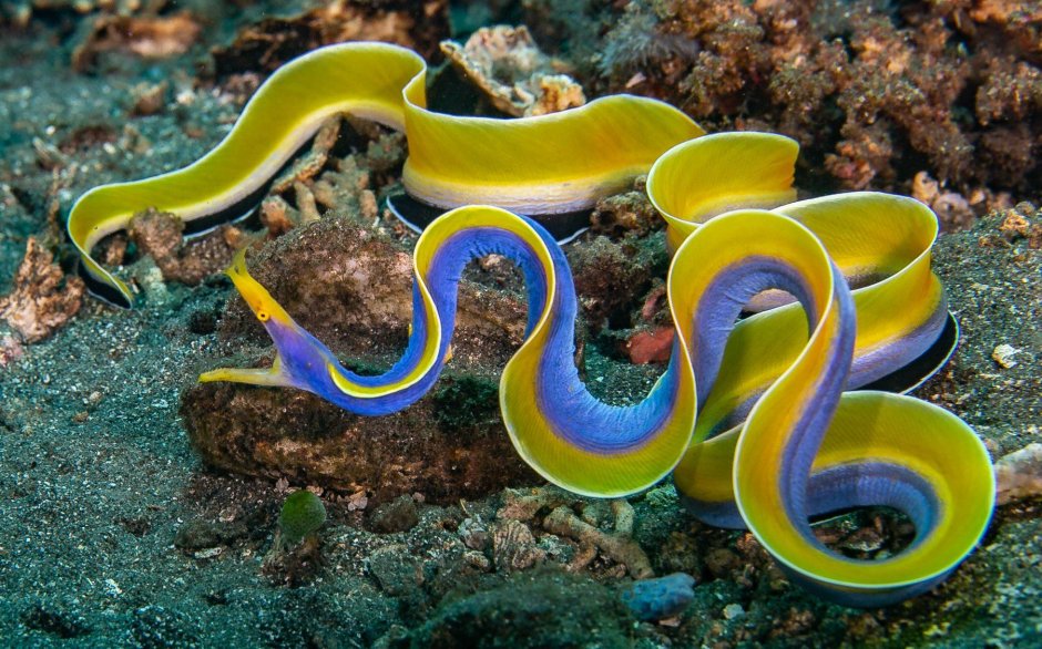 Information about see animal eel