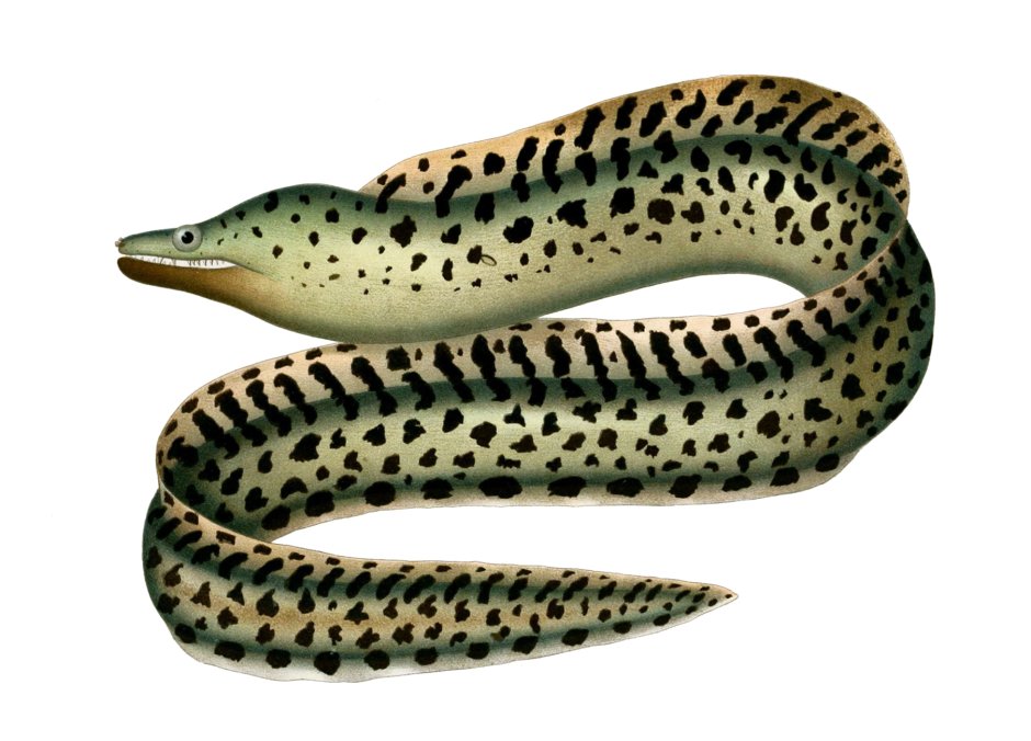Gymnothorax polyuranodon