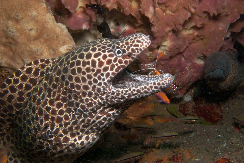 Gymnothorax favagineus