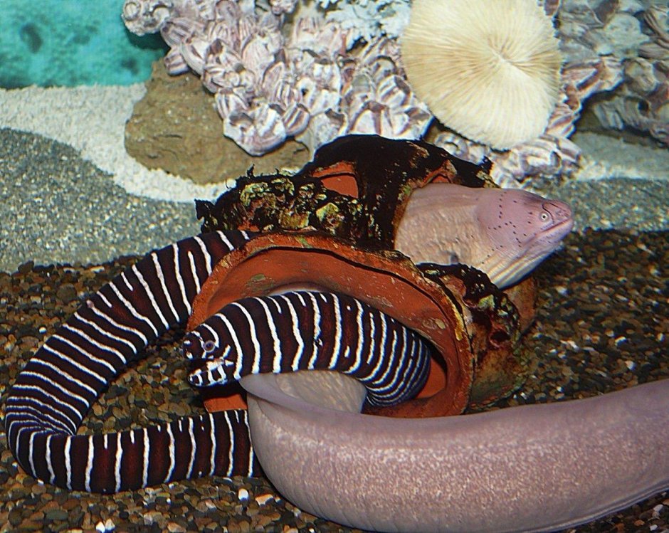 Eel Anatomy