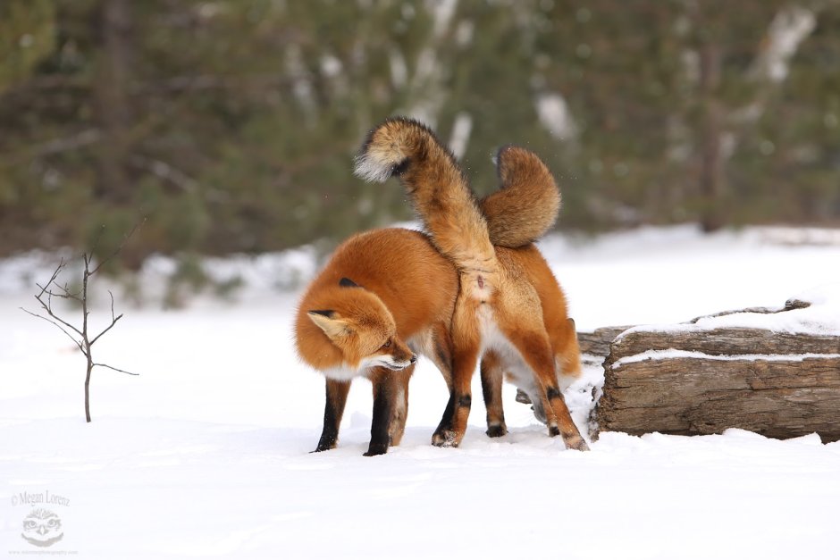 Мраморная лиса (Marble Fox)