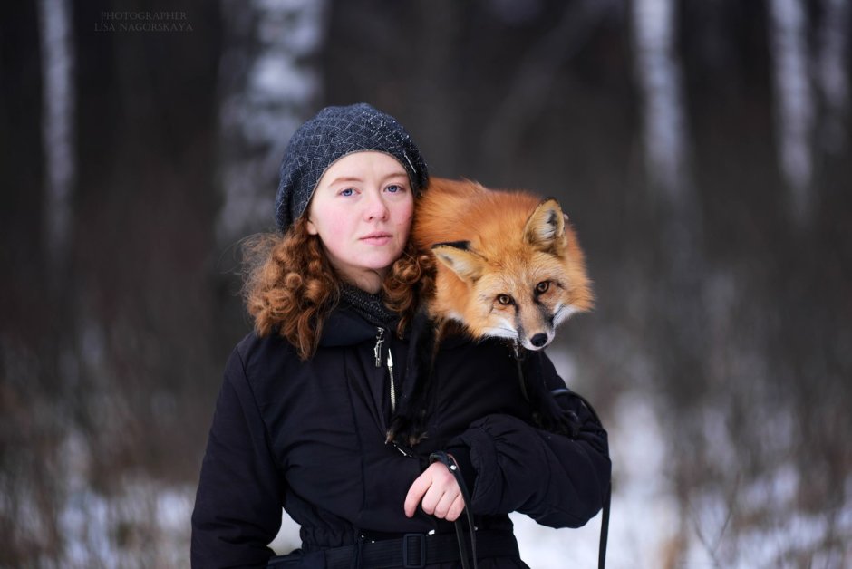 Новосибирские лисы