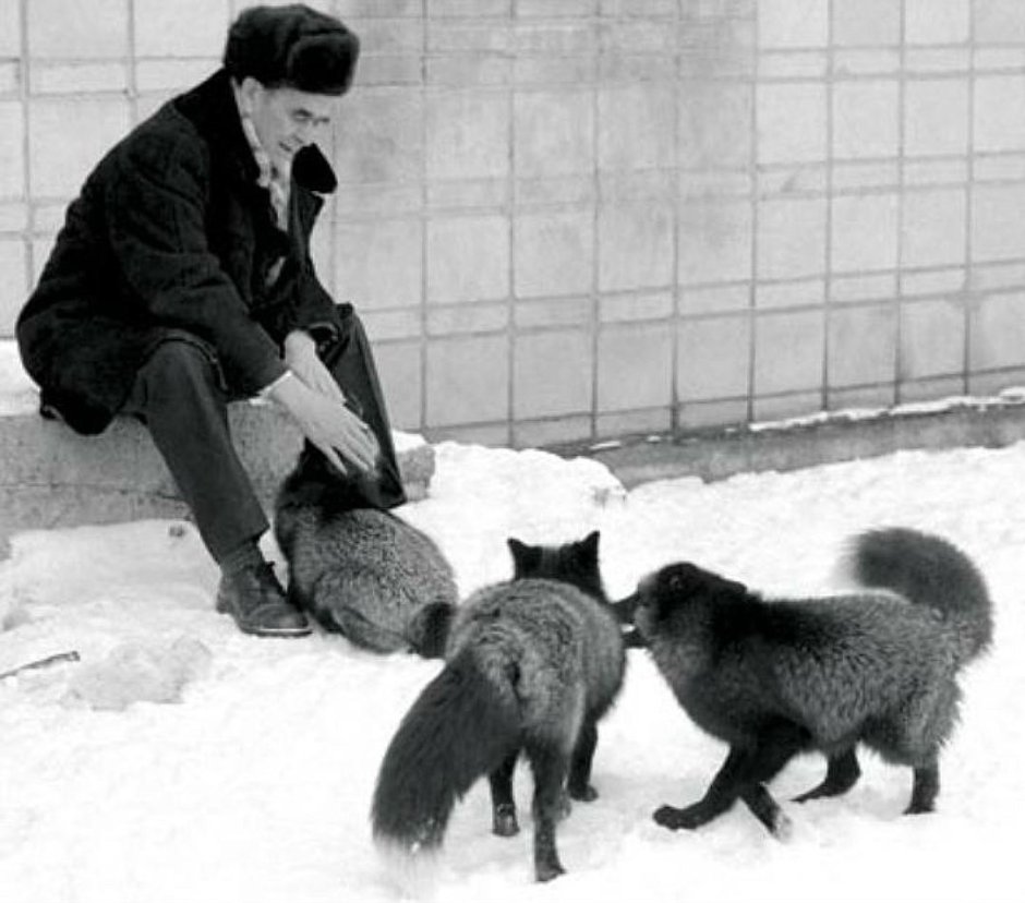 Беляев Дмитрий Константинович лисы