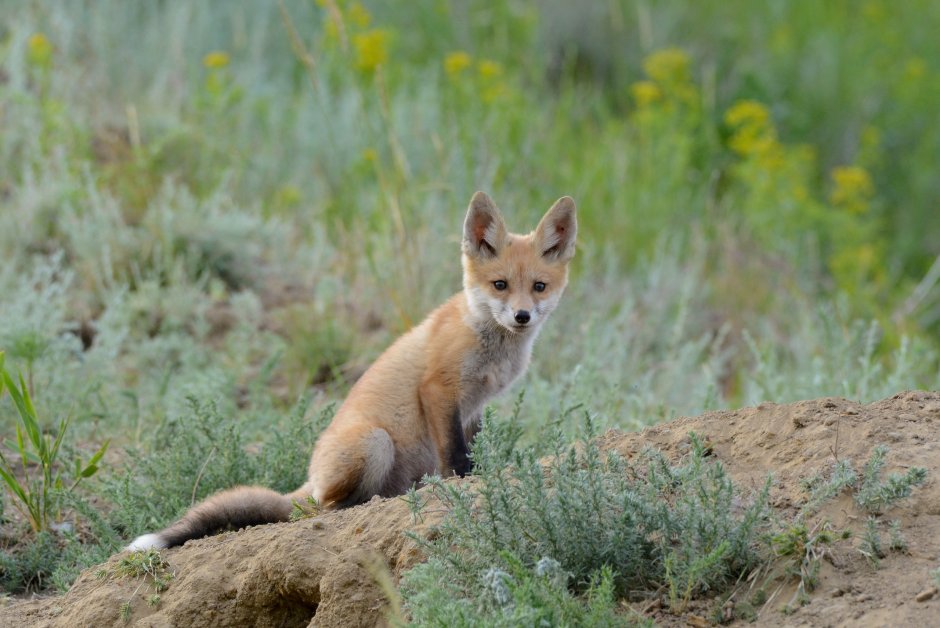Мраморная лиса (Marble Fox)