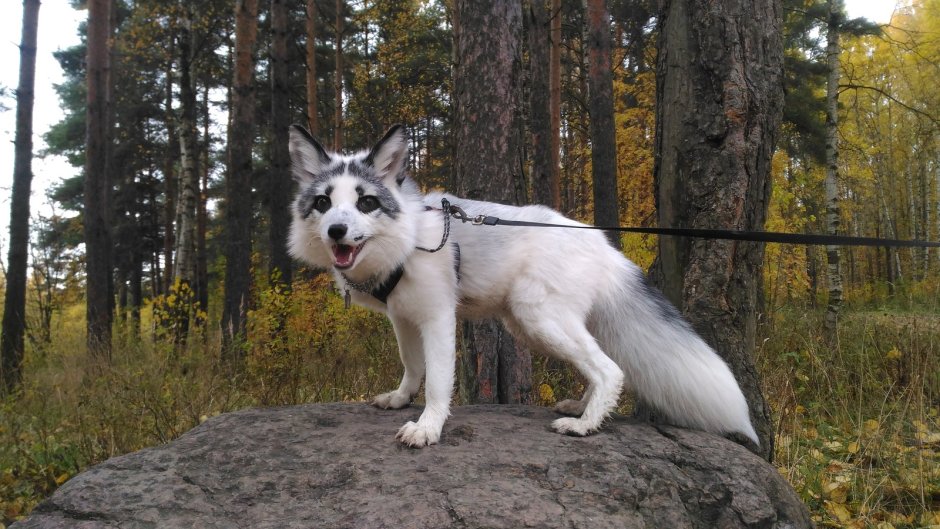 Шотландский Лис