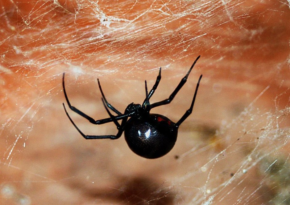 Latrodectus Hesperus