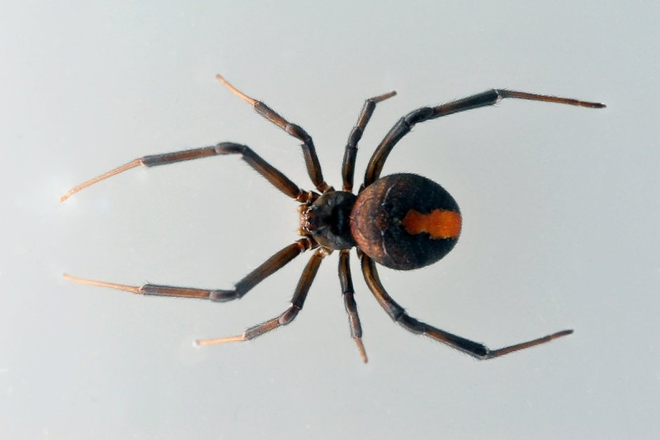 Redback Spider паук