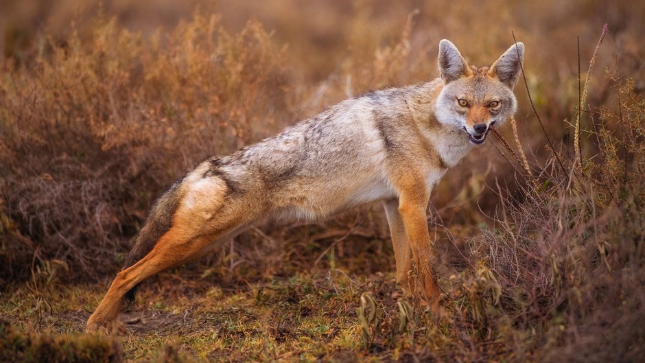 Луговой волк canis Latrans