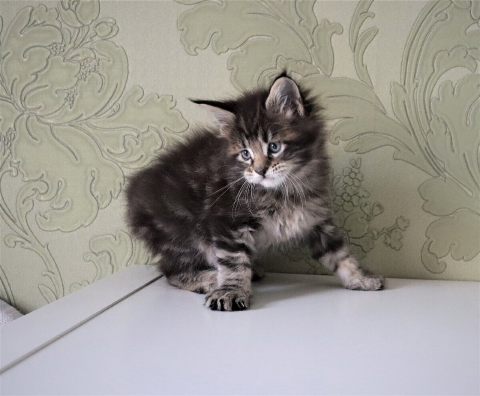 Котята Мейн кун 2 недели фото
