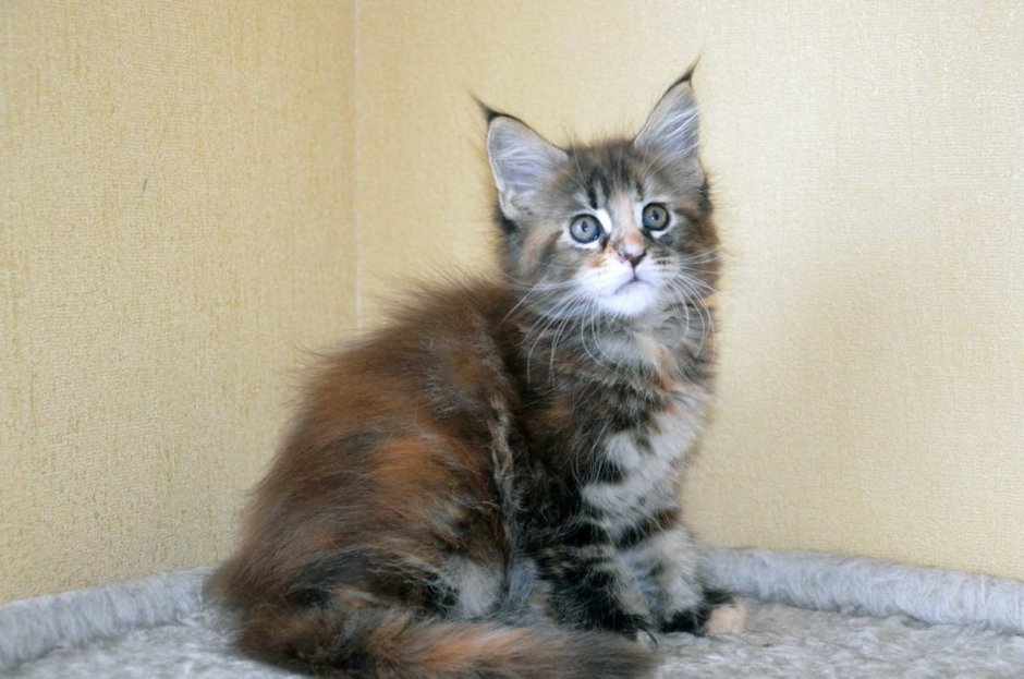 Котята помесь Мейн куна с шотландской