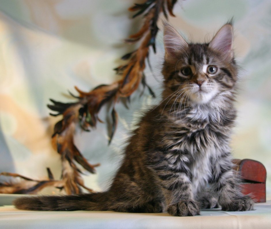 Котята Мейн кун метисы