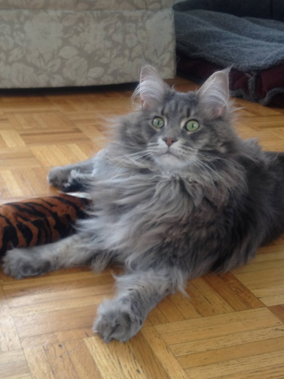 Котята помесь с Мейн куном