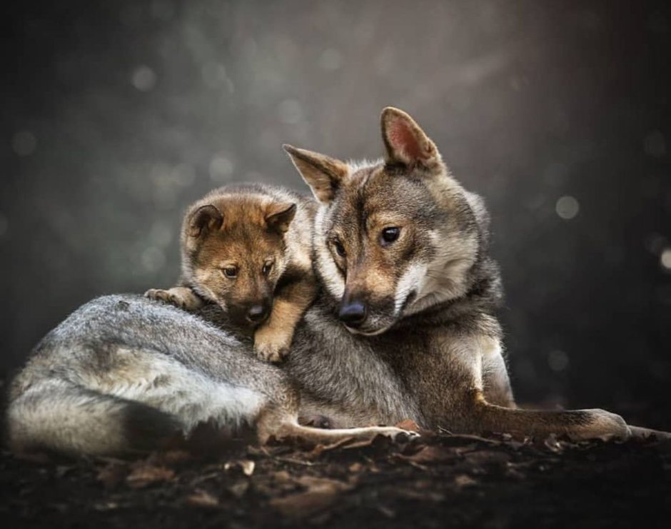 Wild Wolf Baby
