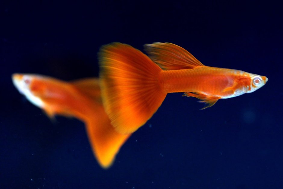 Гуппи Full Red Albino