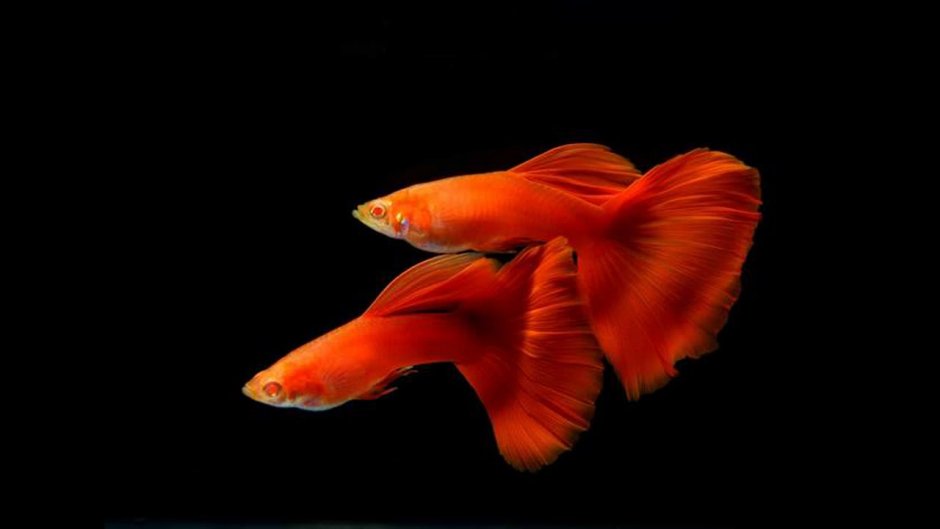 Гуппи пестрый (Guppy variegated)