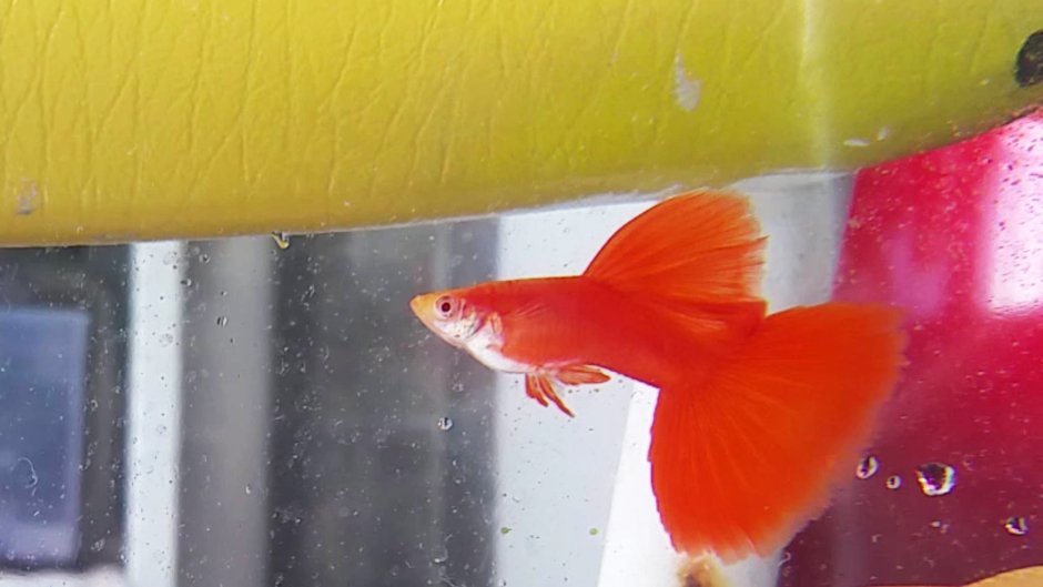 Гуппи Full Red Albino