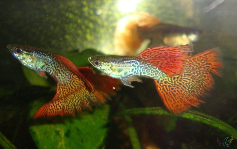Inbreeding with Guppies
