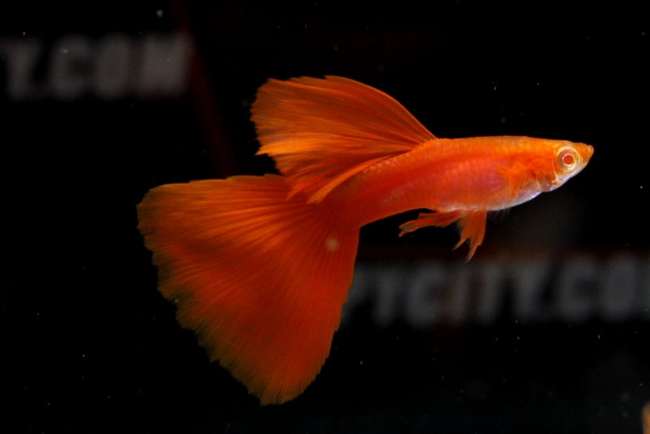 Дэрил гуппи (Daryl Guppy