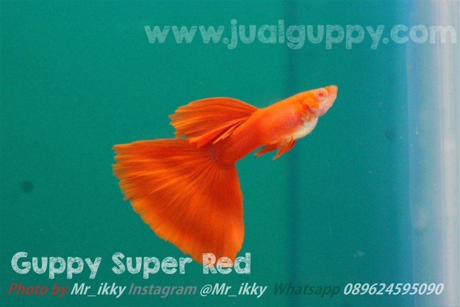 Супер гуппи super Guppy тамагочи