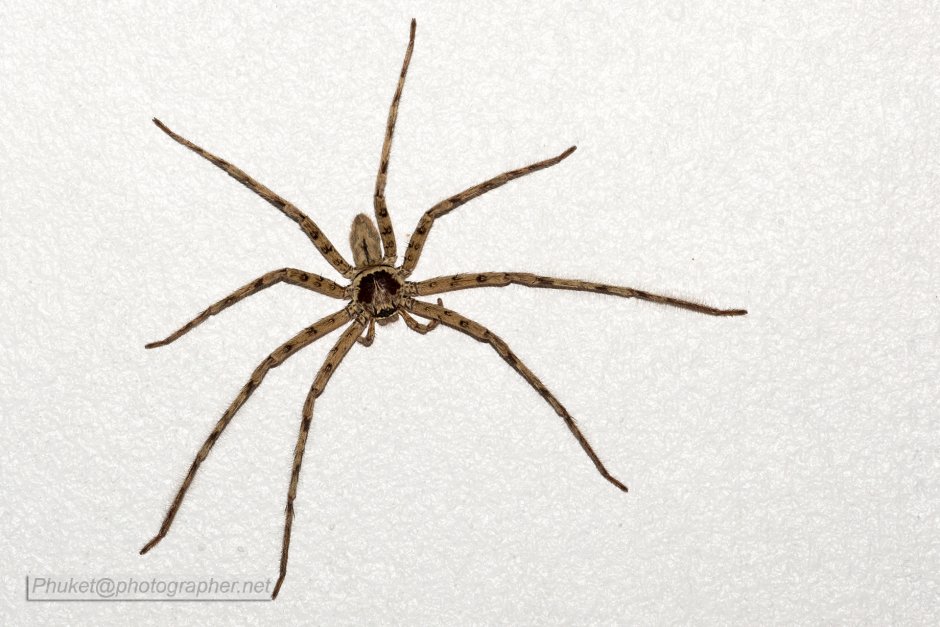 Восьминогий паук