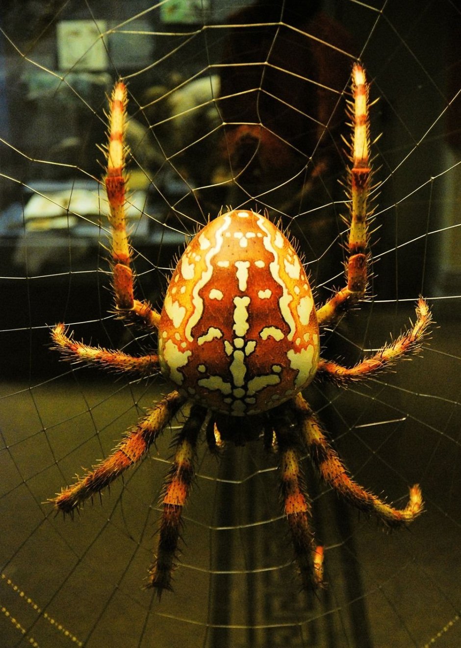 Пауки Тайланда